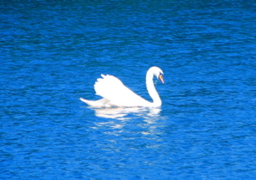 svane